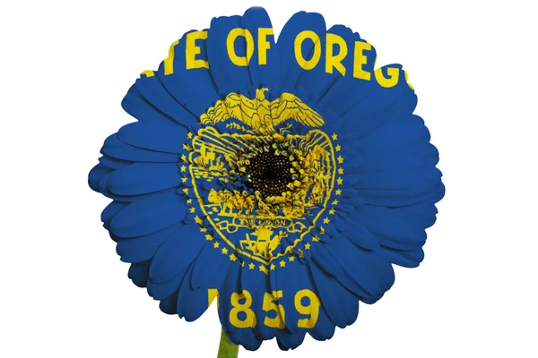 Λουλούδι Μαργαρίτα Gerbera σε χρώματα σημαία από το αμερικανικό κράτος του Όρεγκον — Φωτογραφία Αρχείου