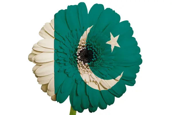 Gerbera fleur de marguerite en couleurs drapeau national du pakistan sur wh — Photo