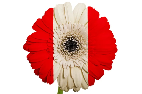 Gerbera fleur de marguerite en couleurs drapeau national du Pérou sur blanc — Photo