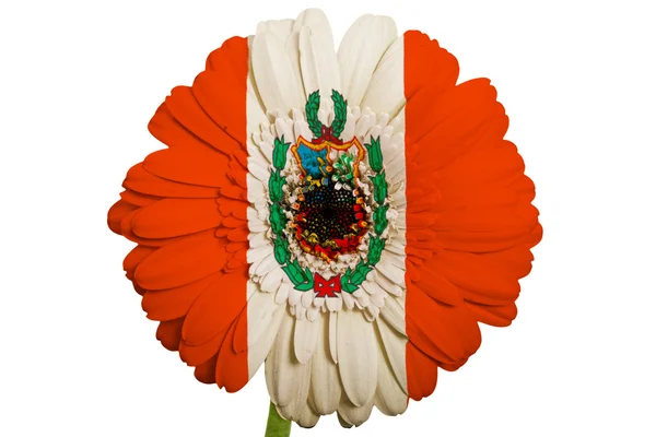 Gerbera flor margarida em cores bandeira nacional do peru em branco — Fotografia de Stock