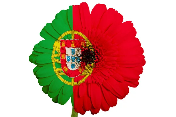 Gerbera flor de margarita en colores bandera nacional de portugal en wh — Foto de Stock