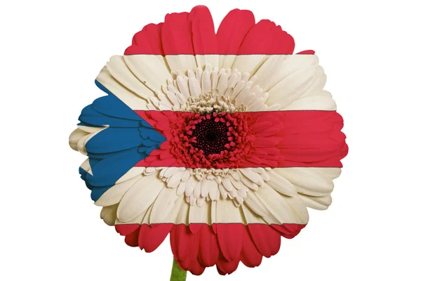 Gerbera daisy flower in colors national flag of puertorico on — Stock Photo, Image