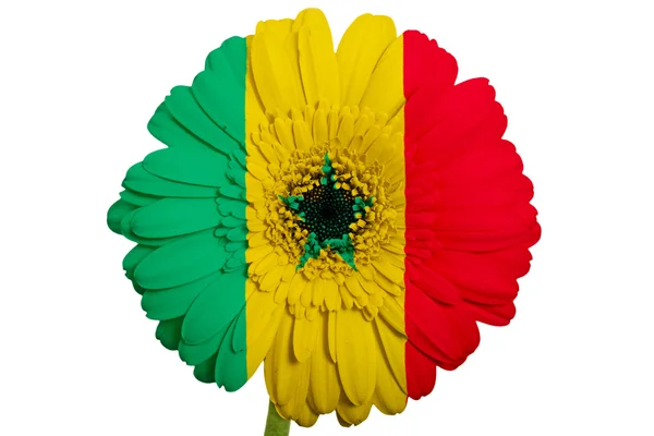 Gerbera daisy blomman i färger nationella flagga senegal på whi — Stockfoto