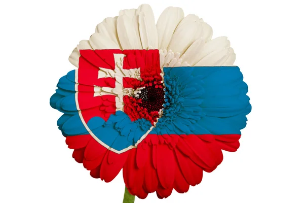 Gerbera flor margarida em cores bandeira nacional de eslováquio branco — Fotografia de Stock