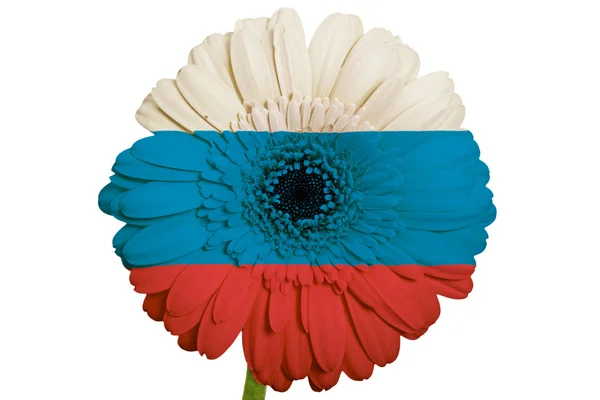Gerbera flor de margarita en colores bandera nacional de Rusia en whit —  Fotos de Stock