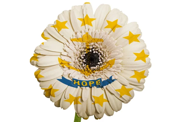 Цветок герберы в цветах флага американского штата Род-Айленд — стоковое фото