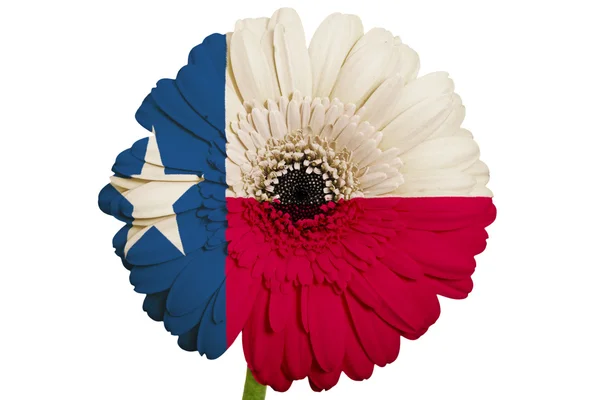 Gerbera daisy blomman i färger flagga i amerikanska delstaten texas — Stockfoto