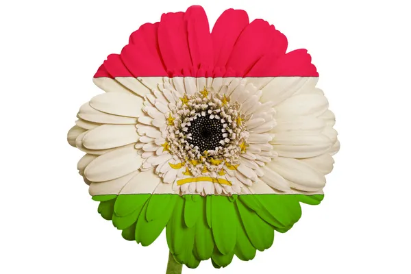 Gerbera százszorszép virág a színek a Tádzsikisztán zászlaja — Stock Fotó