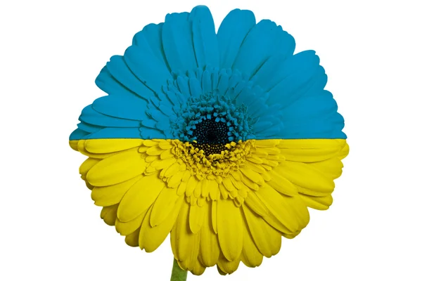 Gerbera daisy blomman i färger nationella flagga Ukraina på whi — Stockfoto