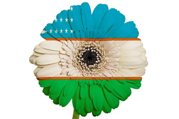 Gerbera daisy flower in colors national flag of uzbekistan on — Stock Photo, Image