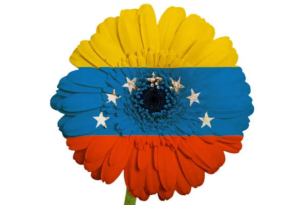 Gerbera stokrotka kwiat w kolorach flagi z amerykańskiego stanu vermont — Zdjęcie stockowe