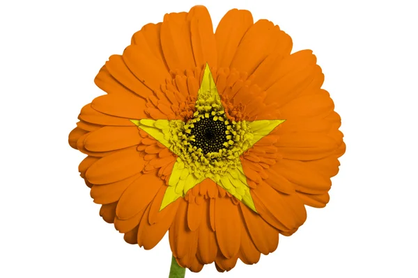 Gerbera fleur de marguerite en couleurs drapeau national du Vietnam sur whi — Photo