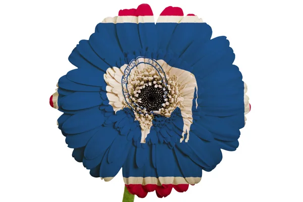 Gerbera daisy flower in kleuren vlag van de Amerikaanse staat wyoming — Stockfoto