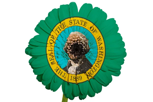 Gerbera flor de margarita en colores bandera del estado americano de lavado — Foto de Stock
