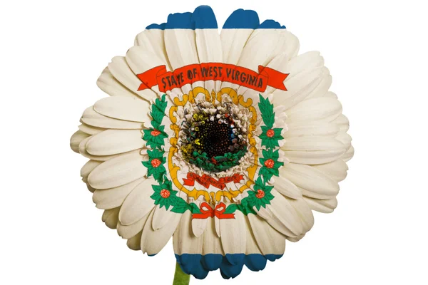 Gerbera flor margarida em cores bandeira do estado americano de oeste vi — Fotografia de Stock