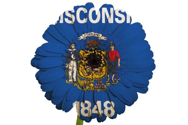 미국 국가의 wiscons의 색상 국기에 gerbera 데이지 꽃 — 스톡 사진