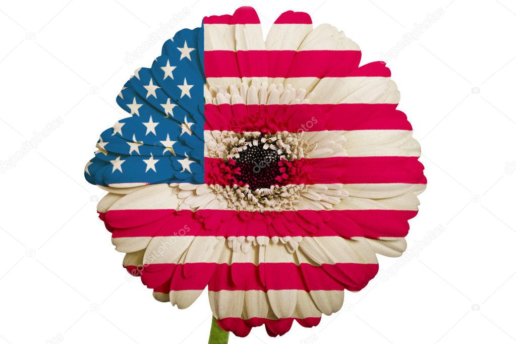 gerbera daisy flower in colors national flag of america on whi