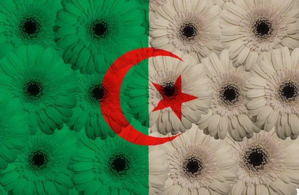 Stiliserade nationella flagga Algeriet med gerbera blommor — Stockfoto