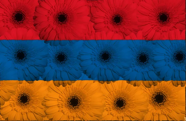 Stilisierte Nationalflagge von Armenien mit Gerbera-Blumen — Stockfoto