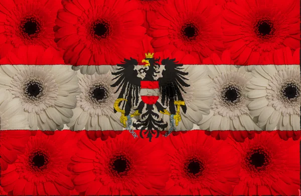 Stylized national flag of austria with gerbera flowers — Stockfoto