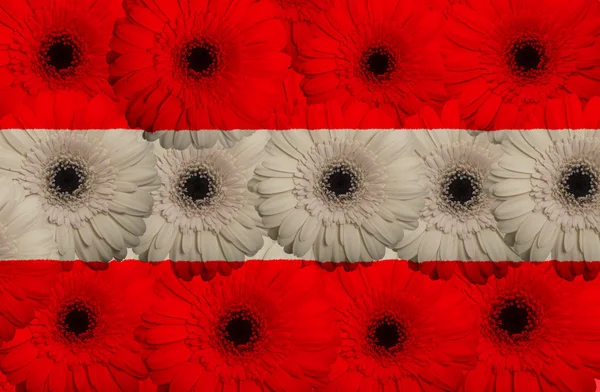 Bandeira nacional estilizada da Áustria com flores de gerbera — Fotografia de Stock