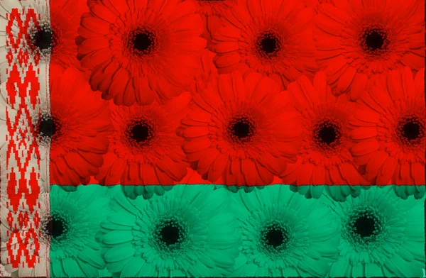 Bandera nacional estilizada de belarus con flores de gerberas — Foto de Stock