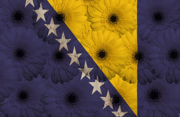 Bandeira nacional estilizada da Bósnia-Herzegovina com gerbera fl — Fotografia de Stock