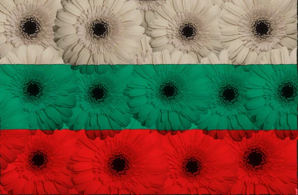 Bandera nacional estilizada de bulgaria con flores de gerberas — Foto de Stock