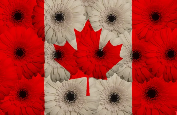 Bandeira nacional estilizada do Canadá com flores de gerbera — Fotografia de Stock