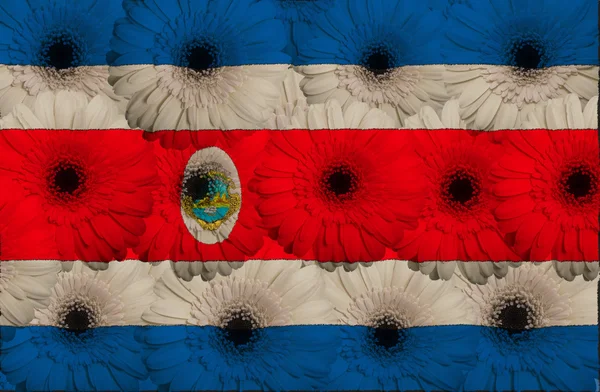 Gestileerde nationale vlag van costarica met gerbera 's — Stockfoto