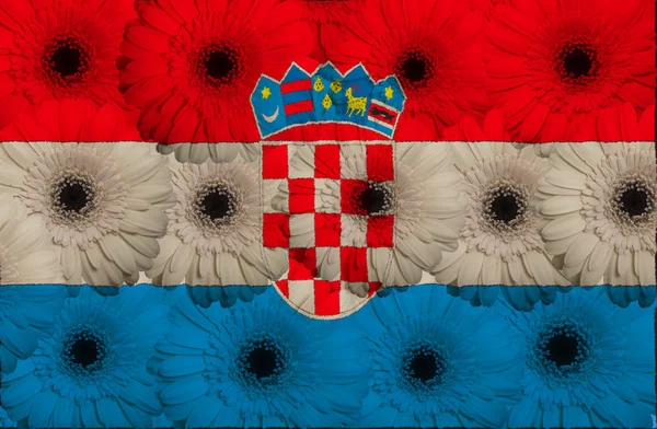 Stylizované národní vlajka Chorvatska s květy, gerbera — Stock fotografie