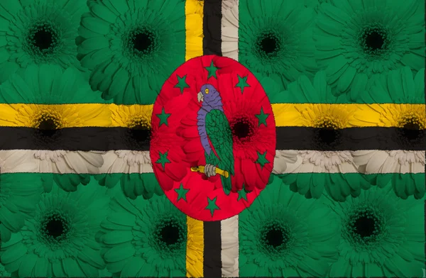 Stiliserade nationella flagga dominica med gerbera blommor — Stockfoto
