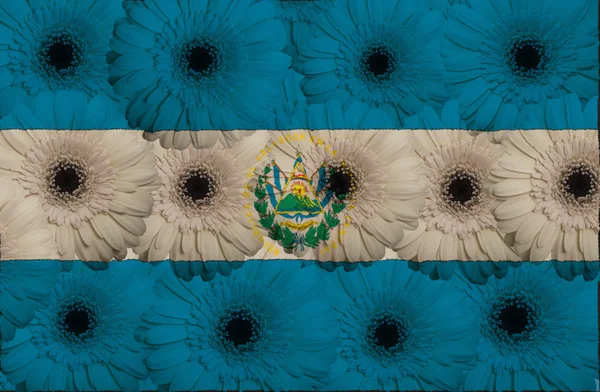 Stilizált nemzeti zászló, el Salvador, gerbera virágok — Stock Fotó
