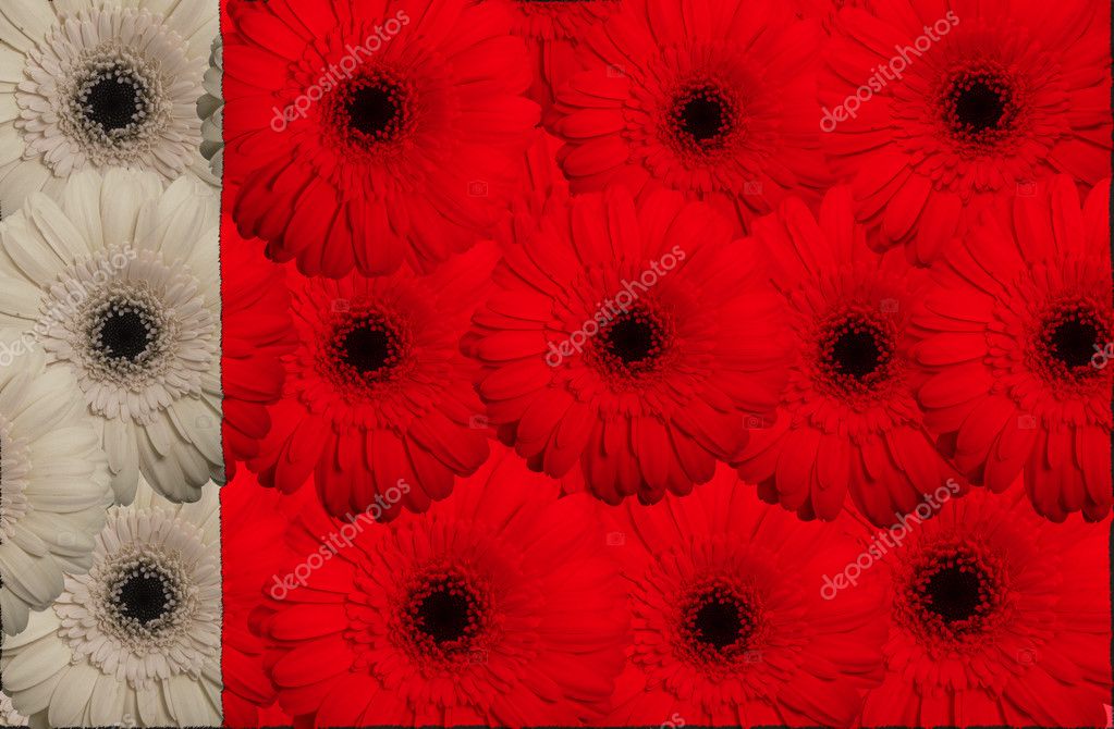 National Flower Of Bahrain Best Flower Site