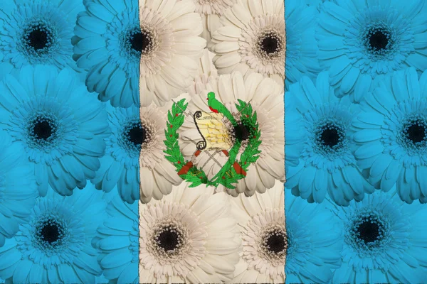 Stilisierte Nationalflagge Guatemalas mit Gerbera-Blumen — Stockfoto