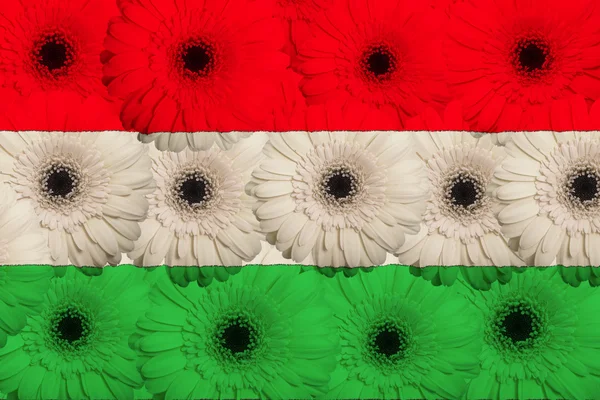 Stylized national flag of hungary with gerbera flowers — Stock Photo, Image