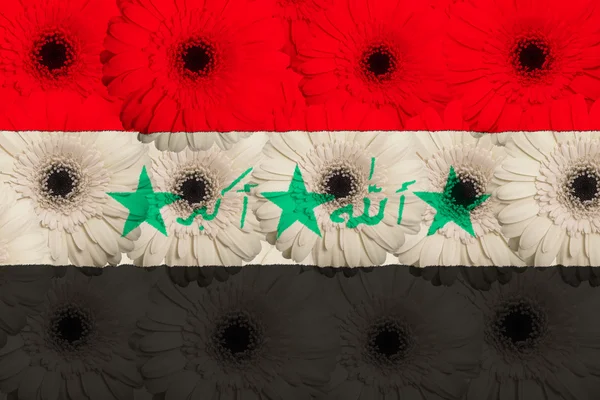 Стилизованный национальный флаг Ирака с цветами герберы — стоковое фото