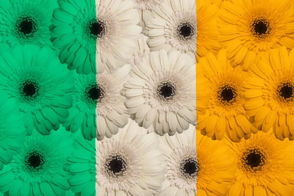 Bandera nacional estilizada de Irlanda con flores de gerberas — Foto de Stock