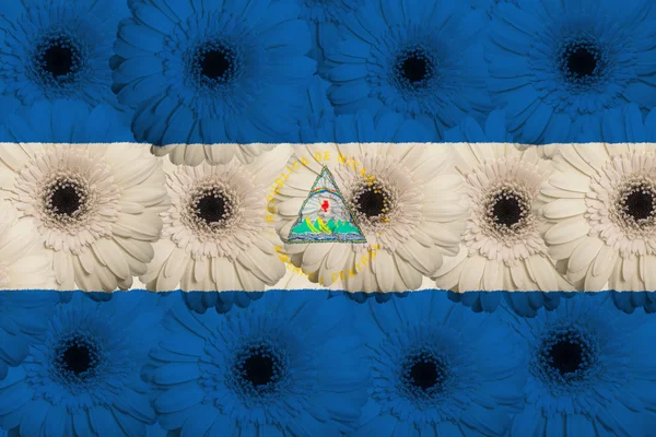 Stylized national flag of nicaragua with gerbera flowers — Stock Photo, Image