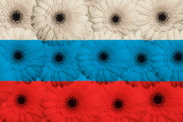 Stylized national flag of russia with gerbera flowers — Stock Photo, Image