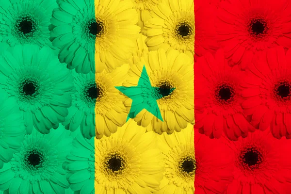 Stiliserade nationella flagga senegal med gerbera blommor — Stockfoto