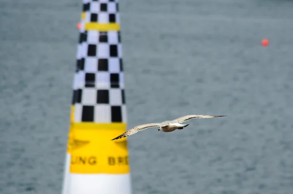 ROVINJ, CROATIA - APRIL 13 2014 at Red Bull Air Race event — Stock Photo, Image