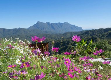 Ulusal bahçe parkında renkli çiçekler ve Tayland, Chiang Mai 'deki Doi Luang Chiang Dao dağ tepeleri. Seyahat ve tatilde doğa manzarası.