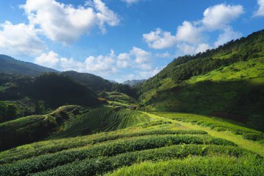 Yeşil taze çay ya da çilek çiftliği, Asya 'da tarım bitkisi tarlaları. Kırsal bölge. Çiftlik dokusu. Doğa manzarası. Chiang Mai, Tayland.