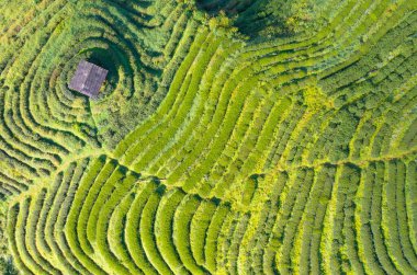 Taze yeşil çay veya çilek çiftliğinin havadan görünüşü, Asya 'daki tarımsal bitki tarlaları. Kırsal bölge. Çiftlik dokusu. Doğa manzarası. Chiang Mai, Tayland.
