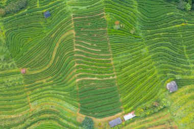 Taze yeşil çay veya çilek çiftliğinin havadan görünüşü, Asya 'daki tarımsal bitki tarlaları. Kırsal bölge. Çiftlik dokusu. Doğa manzarası. Chiang Mai, Tayland.