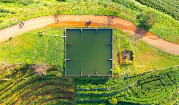 Légi Kilátás Zöld Friss Tea Vagy Eper Farm Mezőgazdasági Növénytermesztés — Stock Fotó