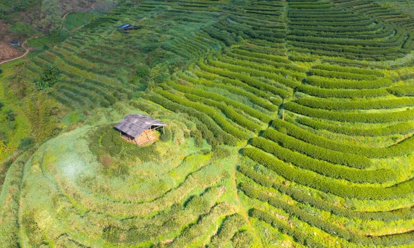 Αεροφωτογραφία Κορυφή Του Πράσινου Φρέσκο Τσάι Φράουλα Αγρόκτημα Χωράφια Γεωργικών — Φωτογραφία Αρχείου