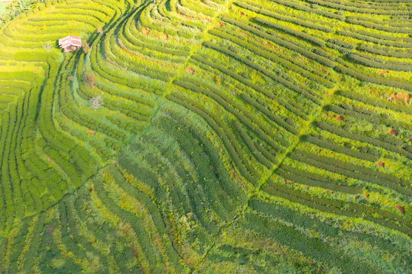 Luftaufnahme Von Grünem Frischen Tee Oder Erdbeerfarm Landwirtschaftlichen Pflanzenfeldern Asien — Stockfoto