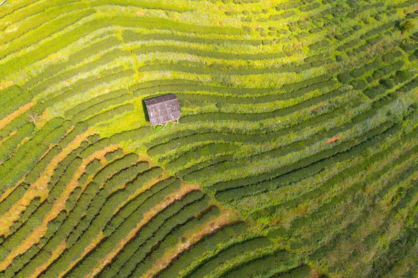 Вид Сверху Зеленый Свежий Чай Земляничную Ферму Поля Сельскохозяйственных Растений — стоковое фото